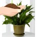 Spathiphyllum (Peace Lily) Easy Care Live House Plant from Delray Plants, 6-inch Black Grower’s Pot   553137719